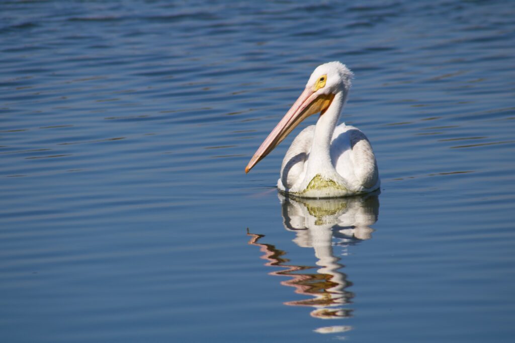 Pelican floating on water